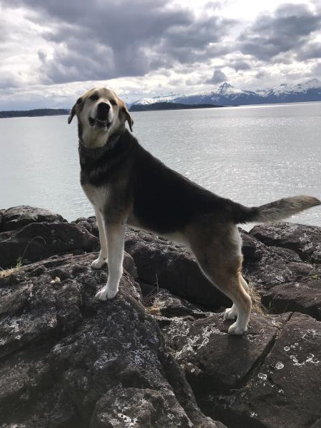 /Images/uploads/Juneau Animal Rescue/alaskapets/entries/29305thumb.jpg